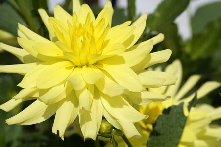 Flower blossom bloom