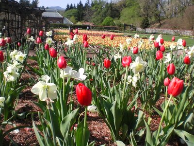 Tulips flowers spring