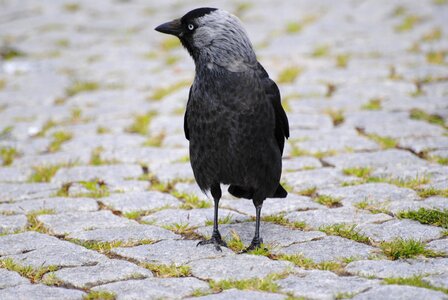 Crow bird setts