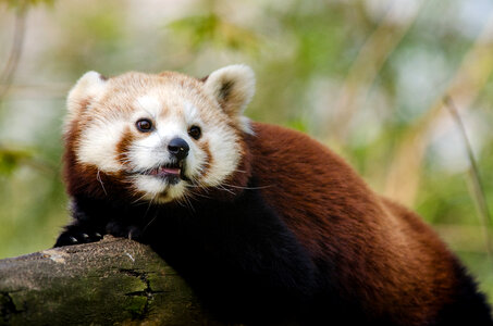 Curious red panda photo