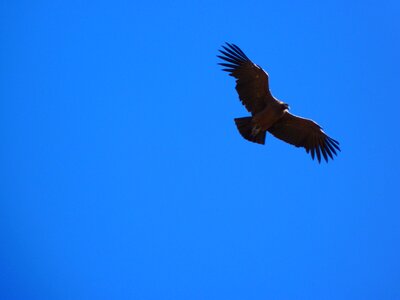 Andean condor vultur gryphus bird