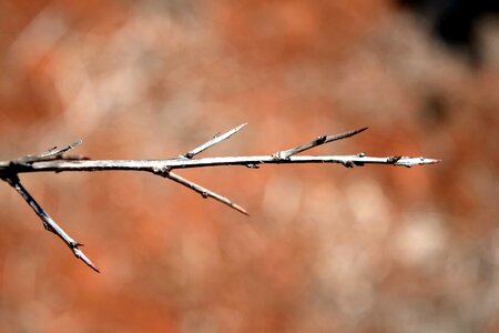 Branch landscape nature