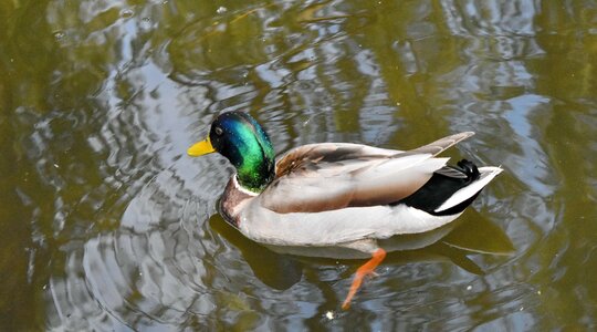 Wildlife duck lake photo