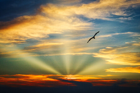 Bird flying in the sky with evening light photo
