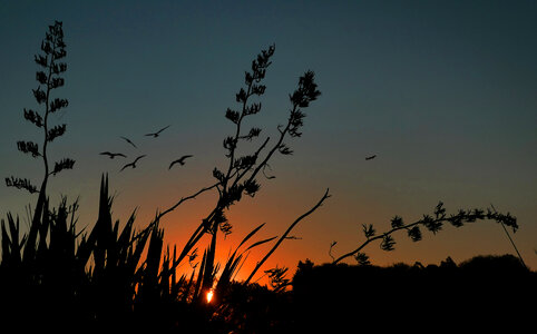 Birds Flying Sunset photo