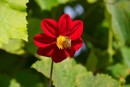 Red flower bee single