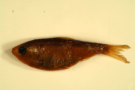 Dorosoma petenense-4