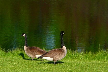 Canada geese goose canadian photo