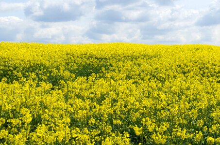 Yellow field background