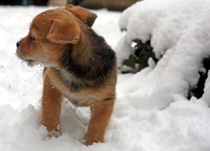 Winter cute dog photo