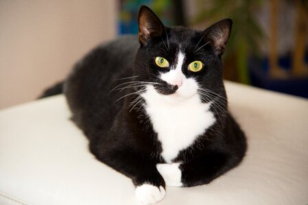 Domestic cat black and white cat