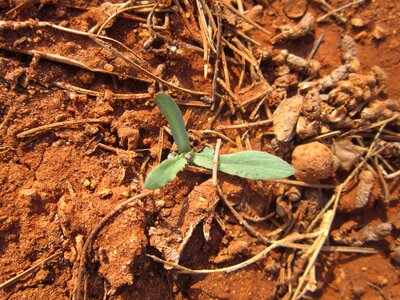 Agriculture brown compost