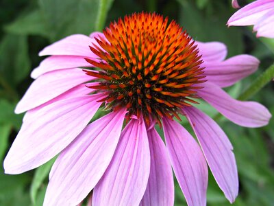 Coneflower purple herbal
