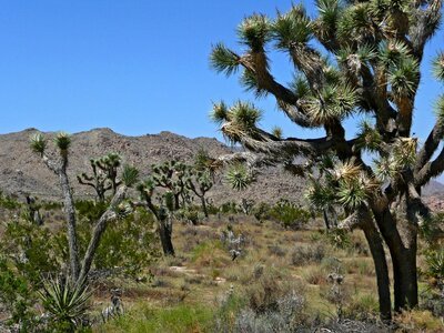 Joshua tree desert scenery