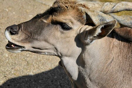 Antelope portrait animal photo