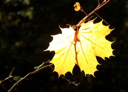 Backlighting yellow autumn mood photo