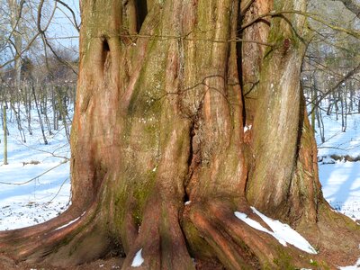 Geoskop redwood metasequoia glyptostroboides chinese redwood photo