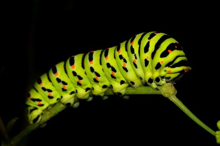 Animal arthropod beautiful photo
