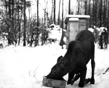 Calf heifer snow photo