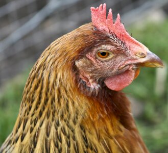 Eyes farm egg