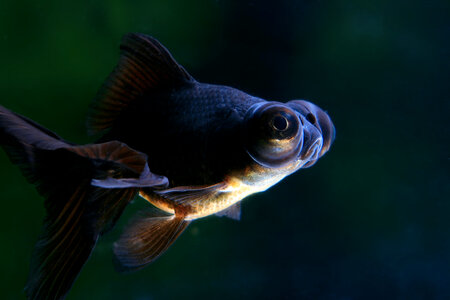 Fish photo