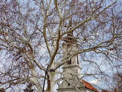 Church Tower tree trees