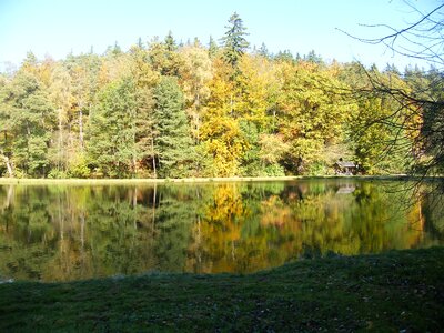 Park tree autumn forest