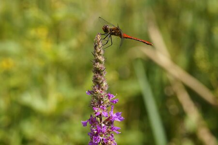 Animal arthropod beautiful flowers