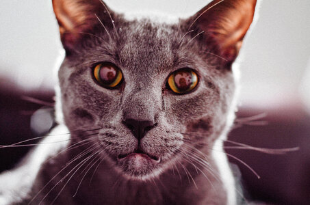 Portrait of a Purebred Russian Blue Cat photo