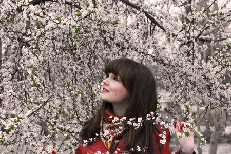 Cherry blossom nature branch photo