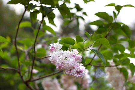 Beautiful Flowers bloom blooming