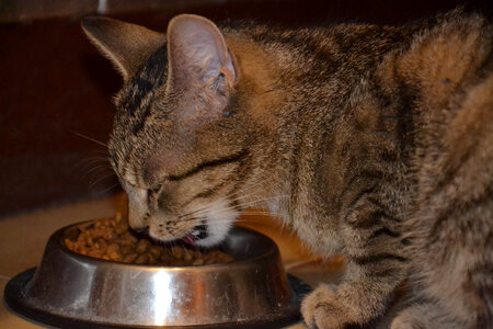 Cat Eating Cat food photo