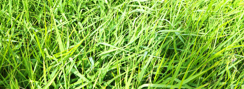 spring green grass photo