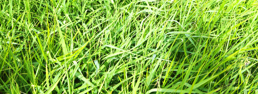 spring green grass