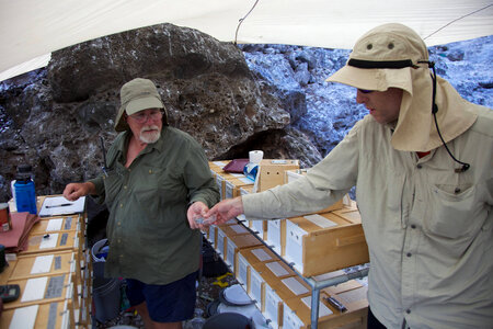 Nihoa Millerbird Translocation-1