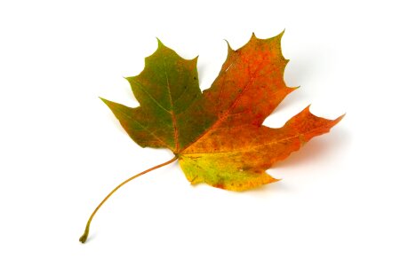 Autumn fall colorful