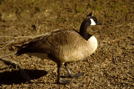 Canada goose profile