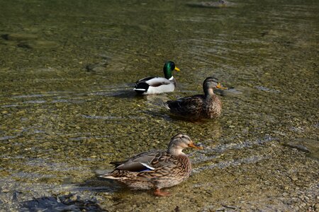 Bird Family flock mallard photo