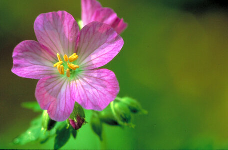 Wild Geranium photo