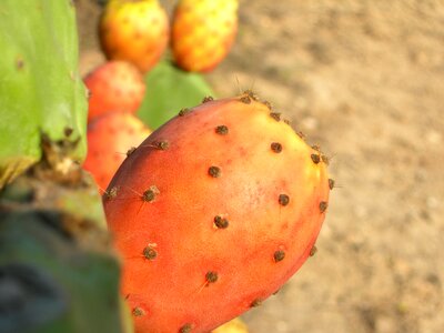 Prickly pear thorny spines photo