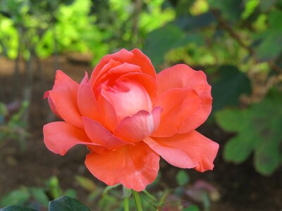 Floral plant natural