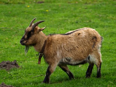 Domestic goat billy goat brown