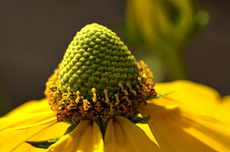 Plant close up yellow photo