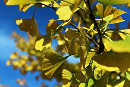 Nature autumn yellow