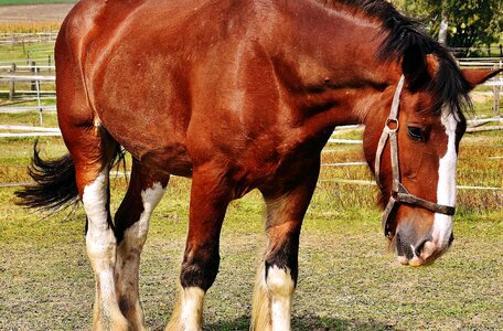 Animal beautiful photo cattle