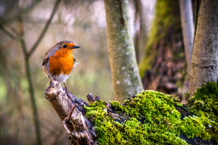Robin standing on a branch stump photo