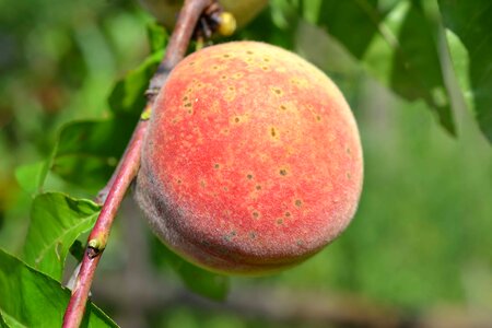 Agriculture beautiful photo branch