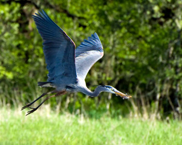 Great blue heron with fish photo