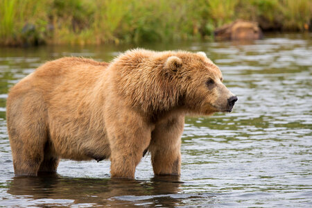 Kodiak brown bear in water-1