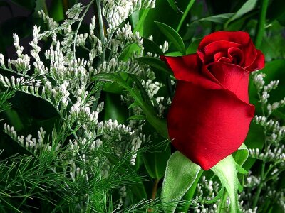 Beautiful flowers greenery